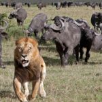 Erek Erek Dikejar Singa Di Hutan 2D 3D 4D Menurut Buku Mimpi Terbaru 202