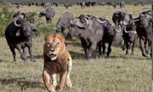 Erek Erek Dikejar Singa Di Hutan 2D 3D 4D Menurut Buku Mimpi Terbaru 202