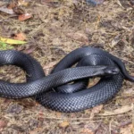 Erek Erek Dikejar Ular Hitam 2D 3D 4D Menurut Buku Mimpi Terbaru 2025