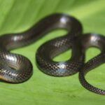 Erek Erek Dikejar Ular Hitam 2D 3D 4D Menurut Buku Mimpi Terbaru 2026