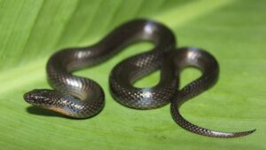 Erek Erek Dikejar Ular Hitam 2D 3D 4D Menurut Buku Mimpi Terbaru 2026