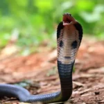 Erek Erek Dikejar Ular Kobra 2D 3D 4D Menurut Buku Mimpi Terbaru 2026