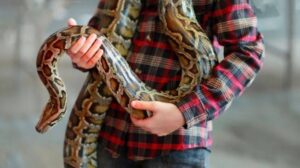 Erek Erek Dikelilingi Ular 2D 3D 4D Menurut Buku Mimpi Terbaru 2026