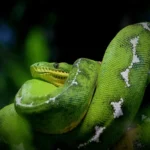 Erek Erek Dililit Ular di Kaki  2D 3D 4D Menurut Buku Mimpi Terbaru 2025