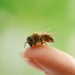 Erek Erek Disengat Lebah 2D 3D 4D Menurut Buku Mimpi Terbaru 2025