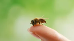 Erek Erek Disengat Lebah 2D 3D 4D Menurut Buku Mimpi Terbaru 2025