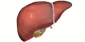 Erek Erek Empedu 2D 3D 4D Menurut Buku Mimpi Terbaru 2025