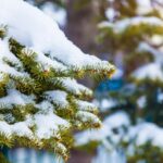 Erek Erek Hujan Salju 2D 3D 4D Menurut Buku Mimpi Terbaru 2026