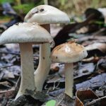 Erek Erek Jamur 2D 3D 4D Menurut Buku Mimpi Terbaru 2025