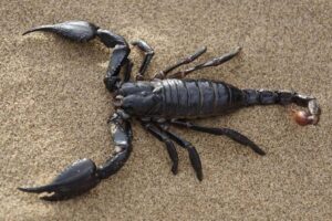 Erek Erek Kalajengking 2D 3D 4D Menurut Buku Mimpi Terbaru 2025