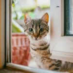 Erek Erek Kucing Masuk Ke Rumah 2D 3D 4D Menurut Buku Mimpi Terbaru 2025