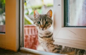 Erek Erek Kucing Masuk Ke Rumah 2D 3D 4D Menurut Buku Mimpi Terbaru 2025