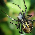 Erek Erek Laba Laba 2D 3D 4D Menurut Buku Mimpi Terbaru 2025