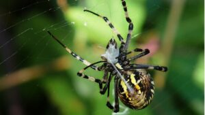 Erek Erek Laba Laba 2D 3D 4D Menurut Buku Mimpi Terbaru 2025