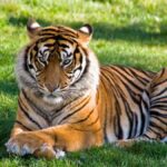 Erek Erek Melihat Harimau Masuk Rumah 2D 3D 4D Menurut Buku Mimpi Terbaru 2025