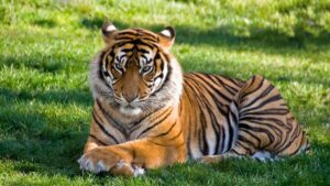 Erek Erek Melihat Harimau Masuk Rumah 2D 3D 4D Menurut Buku Mimpi Terbaru 2025