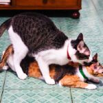 Erek Erek Melihat Kucing Kawin 2D 3D 4D Menurut Buku Mimpi Terbaru 2025