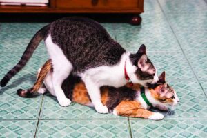 Erek Erek Melihat Kucing Kawin 2D 3D 4D Menurut Buku Mimpi Terbaru 2025