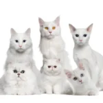 Erek Erek Melihat Kucing Putih Banyak 2D 3D 4D Menurut Buku Mimpi Terbaru 2026