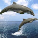 Erek Erek Melihat Lumba-Lumba Di Laut 2D 3D 4D Menurut Buku Mimpi Terbaru 2026