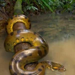 Erek Erek Melihat Ular Besar 2D 3D 4D Menurut Buku Mimpi Terbaru 2026