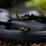 Erek Erek Melihat Ular Besar Hitam 2D 3D 4D Menurut Buku Mimpi Terbaru 2025