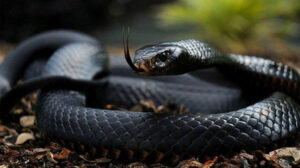 Erek Erek Melihat Ular Besar Hitam 2D 3D 4D Menurut Buku Mimpi Terbaru 2025