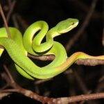 Erek Erek Melihat Ular Hijau Di Kamar Tidur 2D 3D 4D Menurut Buku Mimpi Terbaru 2025