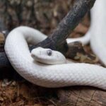 Erek Erek Melihat Ular Putih 2D 3D 4D Menurut Buku Mimpi Terbaru 2025