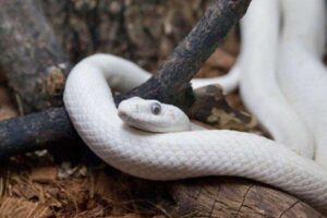 Erek Erek Melihat Ular Putih 2D 3D 4D Menurut Buku Mimpi Terbaru 2025