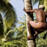 Erek Erek Memanjat Pohon Kelapa 2D 3D 4D Menurut Buku Mimpi Terbaru 2025