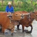 Erek Erek Membajak Sawah 2D 3D 4D Menurut Buku Mimpi Terbaru 2025