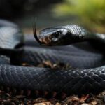 Erek Erek Membunuh Ular Hitam 2D 3D 4D Menurut Buku Mimpi Terbaru 2026