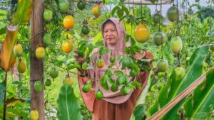 Erek Erek Memetik Buah Di Kebun 2D 3D 4D Menurut Buku Mimpi Terbaru 2026