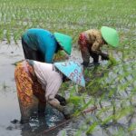 Erek Erek Menanam Padi 2D 3D 4D Menurut Buku Mimpi Terbaru 2025