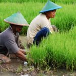 Erek Erek Menanam Padi di Sawah 2D 3D 4D Menurut Buku Mimpi Terbaru 2025