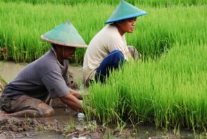 Erek Erek Menanam Padi di Sawah 2D 3D 4D Menurut Buku Mimpi Terbaru 2025