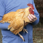 Erek Erek Menangkap Ayam 2D 3D 4D Menurut Buku Mimpi Terbaru 2026