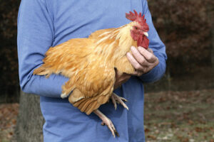 Erek Erek Menangkap Ayam 2D 3D 4D Menurut Buku Mimpi Terbaru 2026
