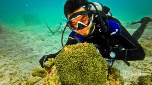 Erek Erek Menyelam Di Laut Dalam 2D 3D 4D Menurut Buku Mimpi Terbaru 2025