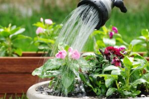 Erek Erek Menyiram Tanaman 2D 3D 4D Menurut Buku Mimpi Terbaru 2026