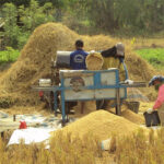 Erek Erek Panen Padi di Sawah 2D 3D 4D Menurut Buku Mimpi Terbaru 2025