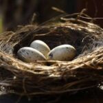 Erek Erek Sarang Burung 2D 3D 4D Menurut Buku Mimpi Terbaru 2025