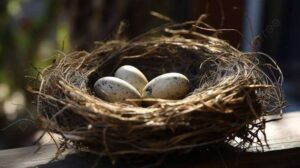 Erek Erek Sarang Burung 2D 3D 4D Menurut Buku Mimpi Terbaru 2025