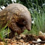 Erek Erek Trenggiling 2D 3D 4D Menurut Buku Mimpi Terbaru 2025