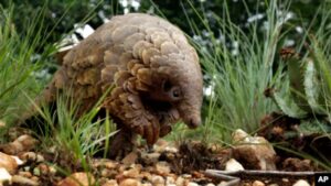 Erek Erek Trenggiling 2D 3D 4D Menurut Buku Mimpi Terbaru 2025