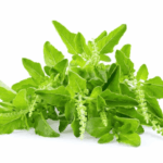 Erek Erek kemangi 2D 3D 4D Menurut Buku Mimpi Terbaru 2025