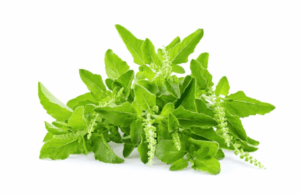 Erek Erek kemangi 2D 3D 4D Menurut Buku Mimpi Terbaru 2025